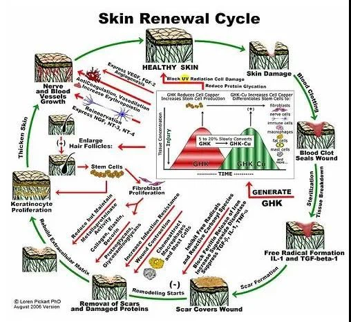 Skin cycle